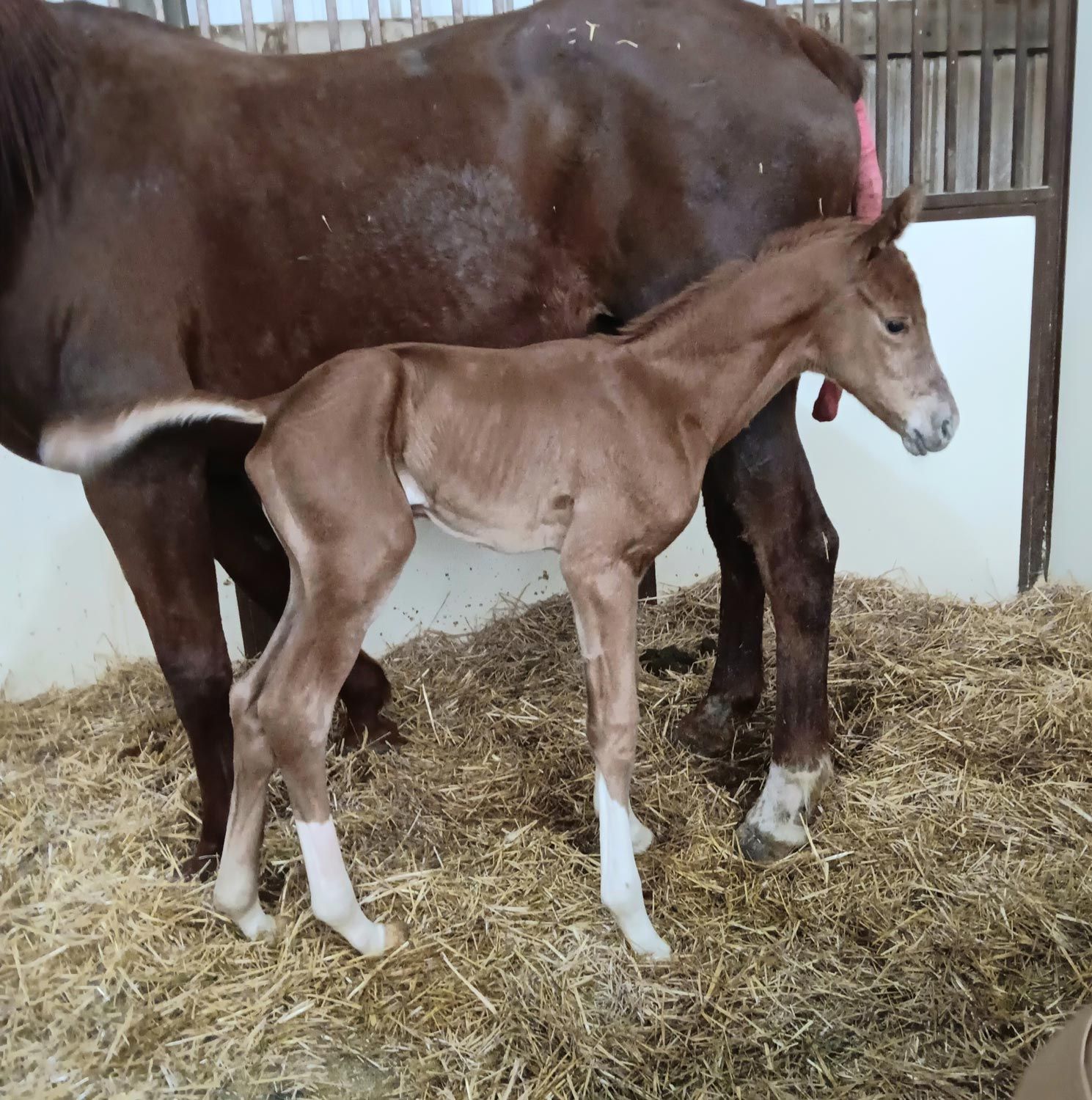Warmblood colt born 4/12/26