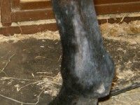 Close up of Horse Leg — St. Michael, MN — Wind-N-Wood Farm