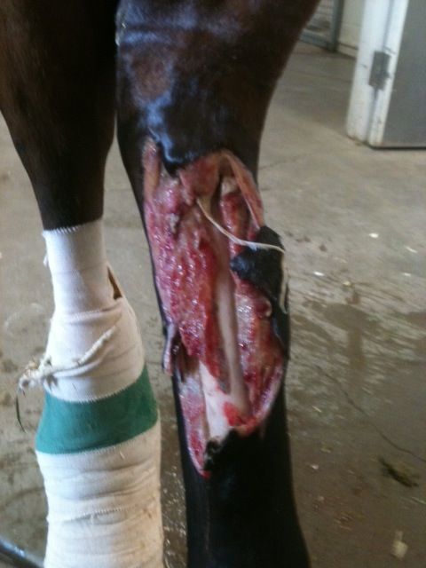 Mulan Injury — St. Michael, MN — Wind-N-Wood Farm