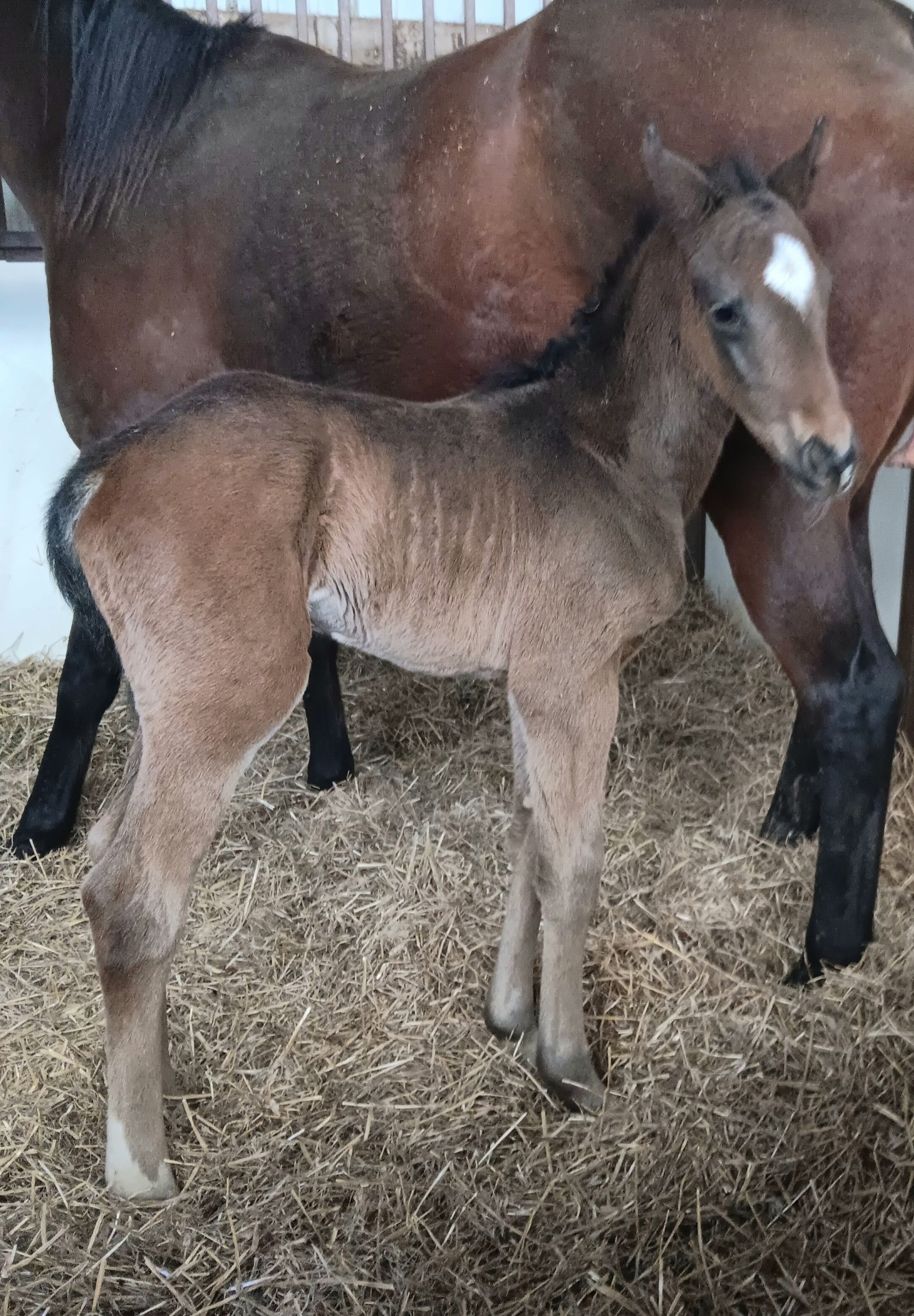 Brown foal with a white blaze stands next to a dark brown horse in a stall with hay.
