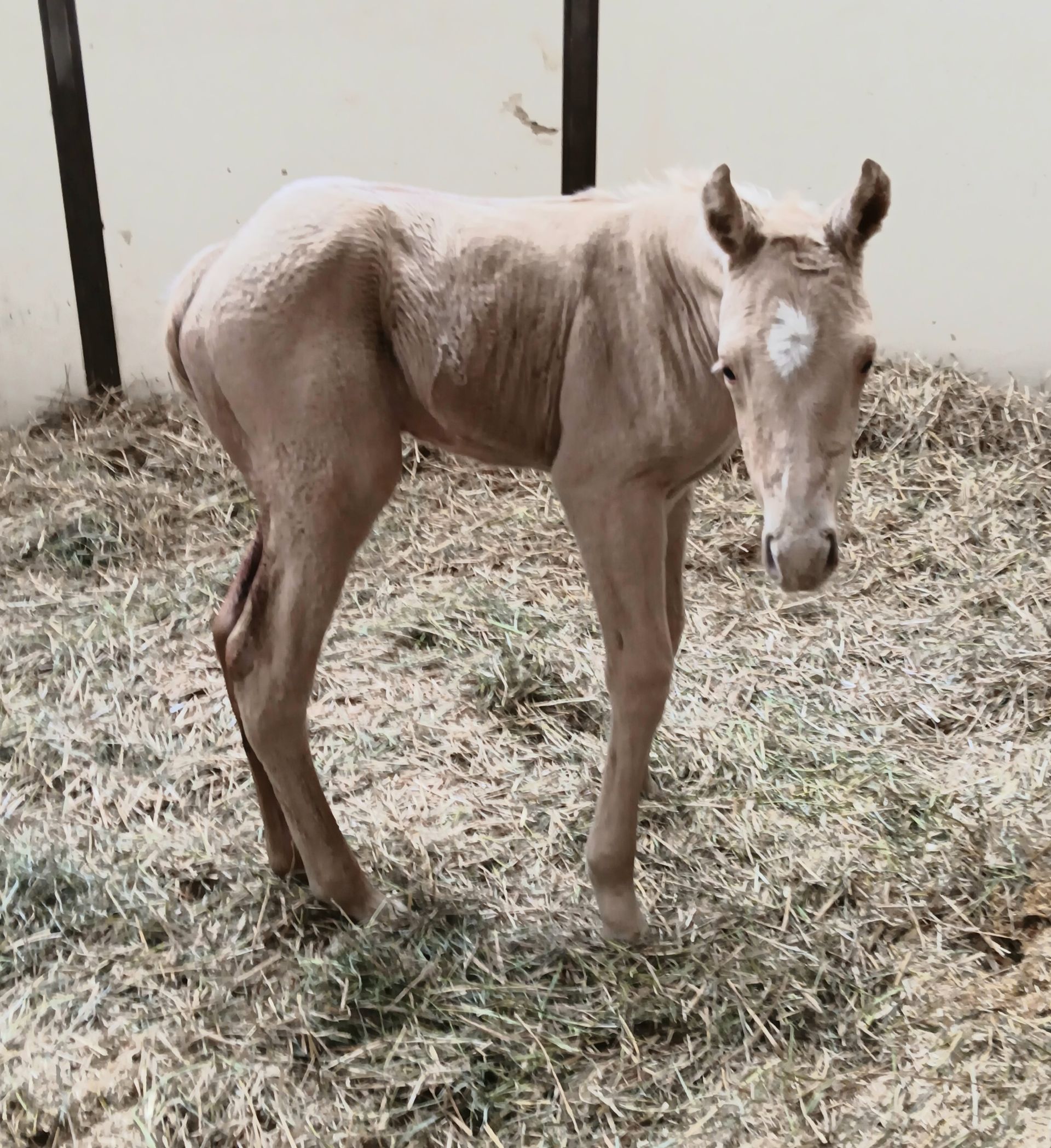 A brown horse standing in a pile of hay