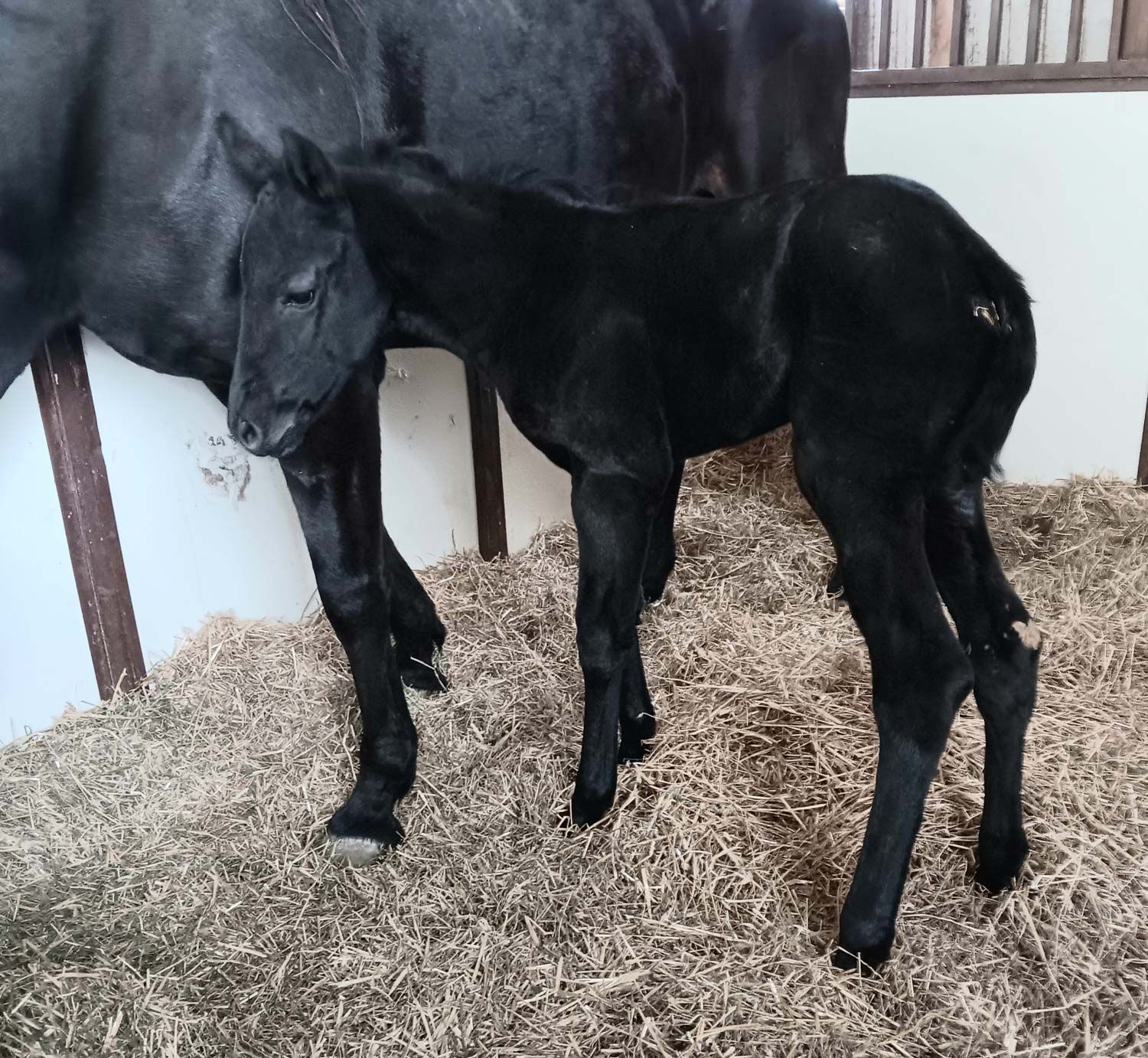 A black foal stands in a straw-filled stable next to its mother.