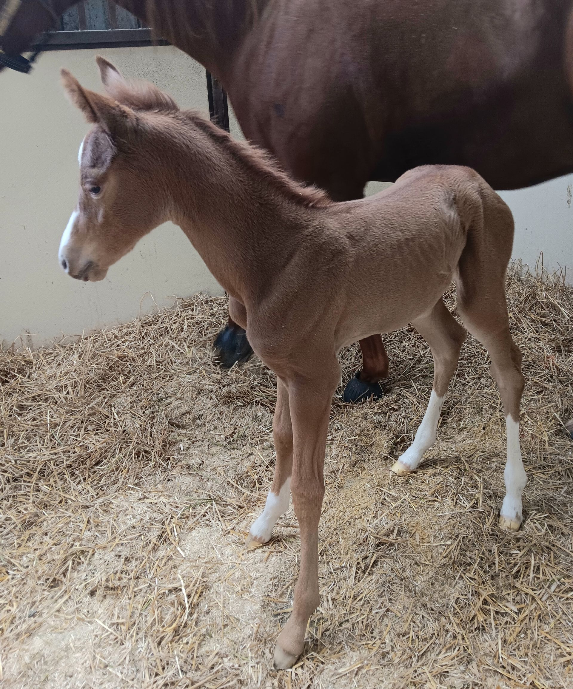 A light brown foal with a white blaze and white lower legs stands on wood shavings next to its mother in a stall.
