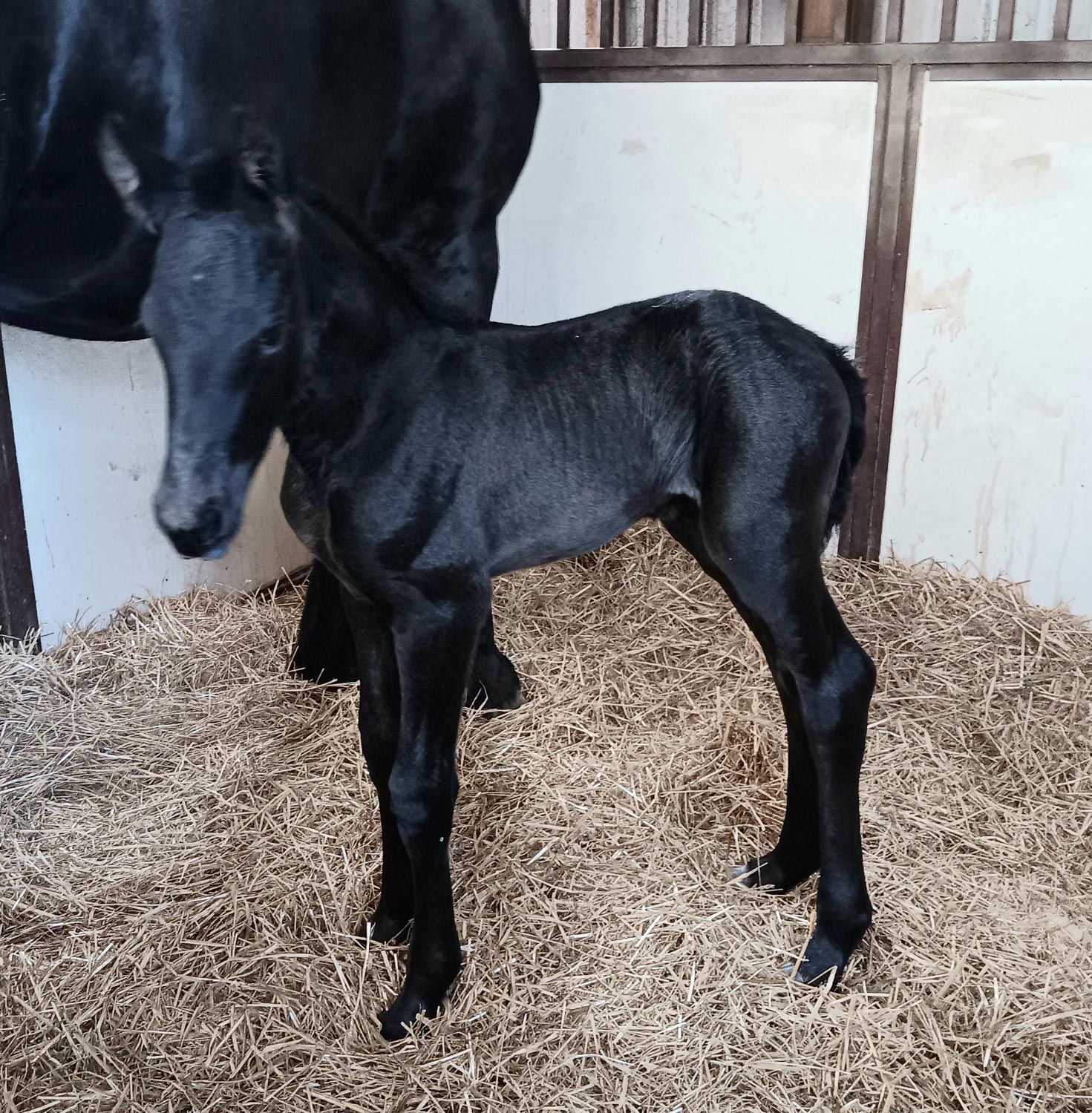 Friesian Filly born 4/13/26