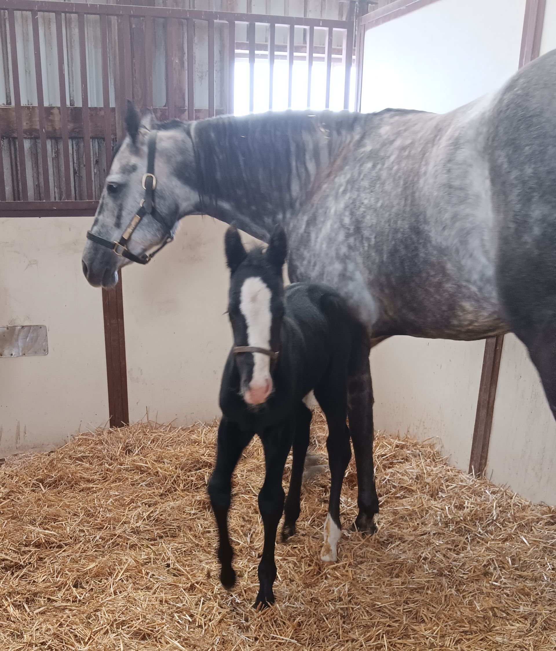 A dappled gray mare stands in a stall filled with wood shavings, with her black foal with a white face standing nearby.