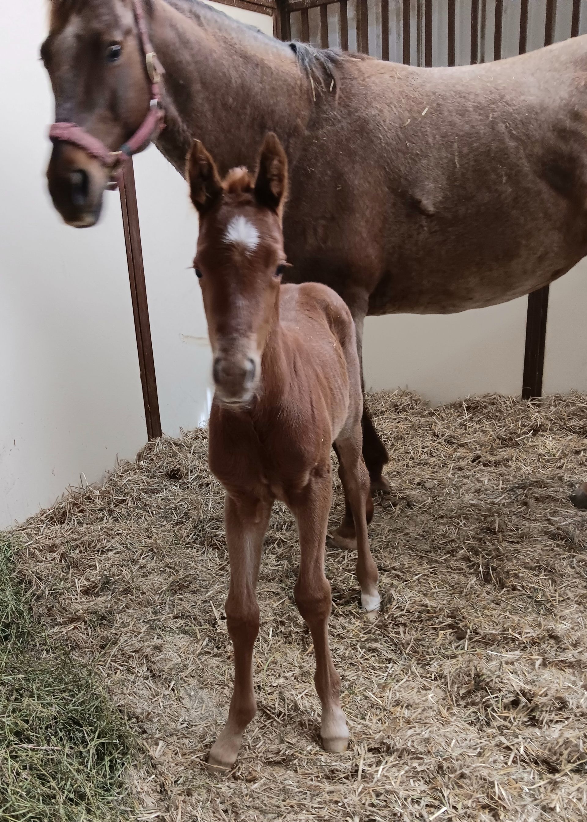 A brown foal with a white star on its forehead stands in a straw-filled stall next to its mother wearing a halter.