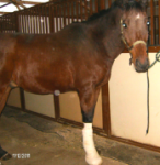 Brown Horse with Bandage — St. Michael, MN — Wind-N-Wood Farm