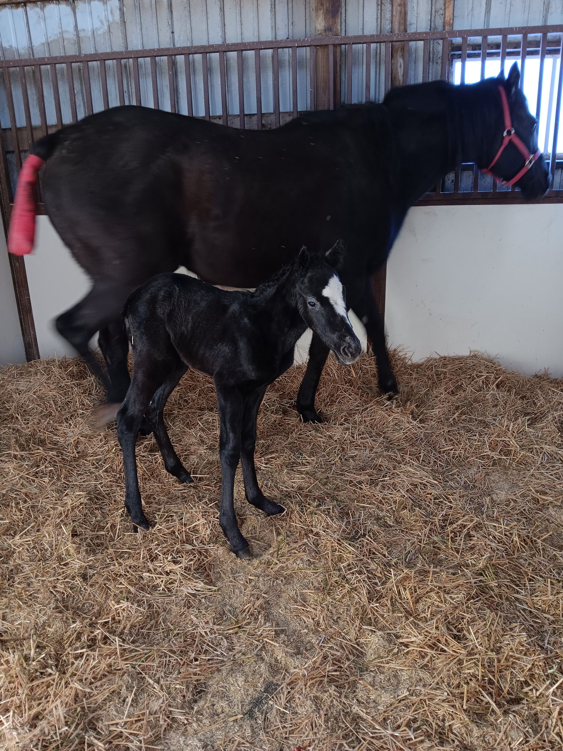 A black mare with a red tail wrap stands in a straw-filled stall next to her newborn black foal with a white blaze.