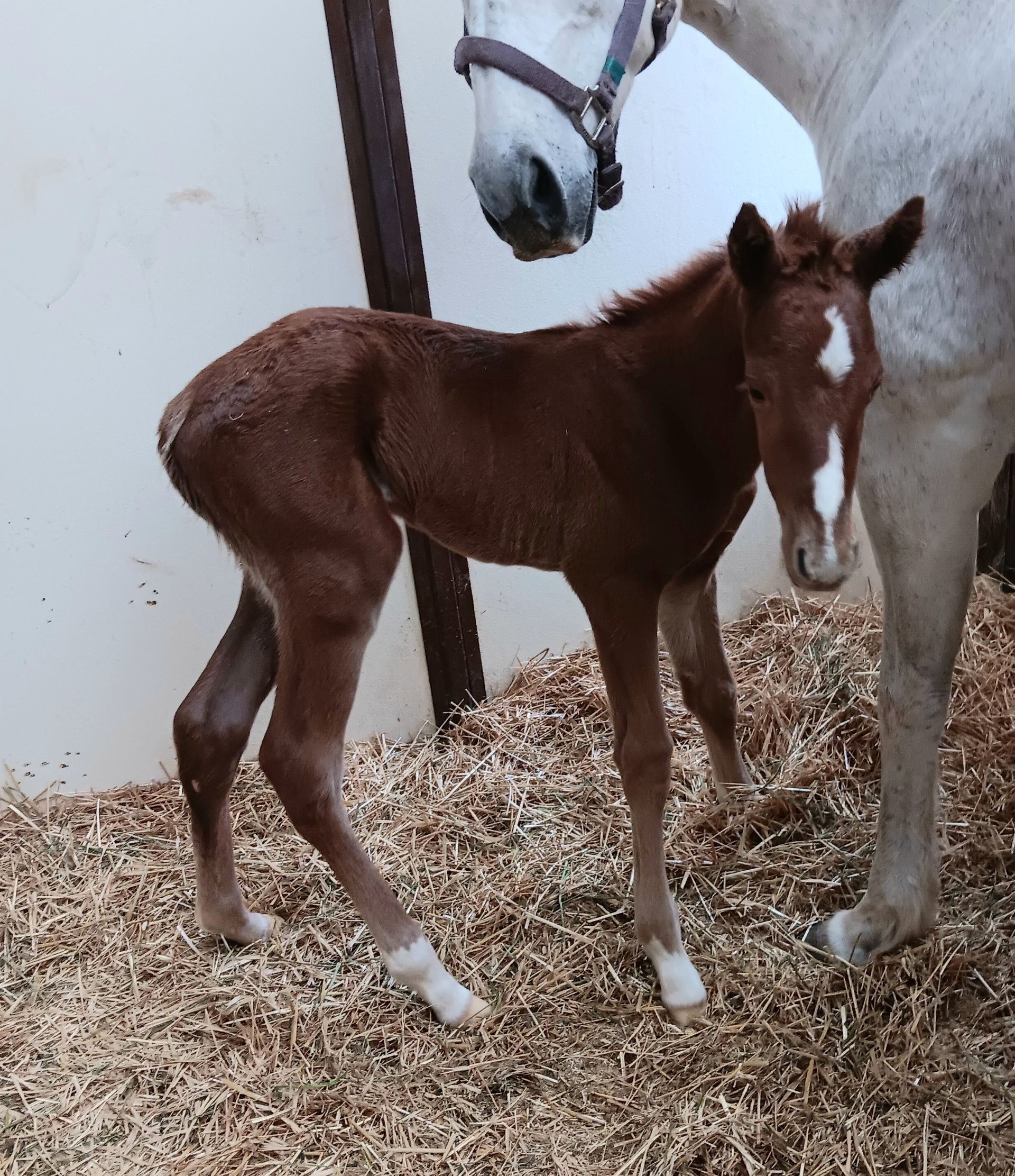 Quarter Horse Colt born 4/2/26