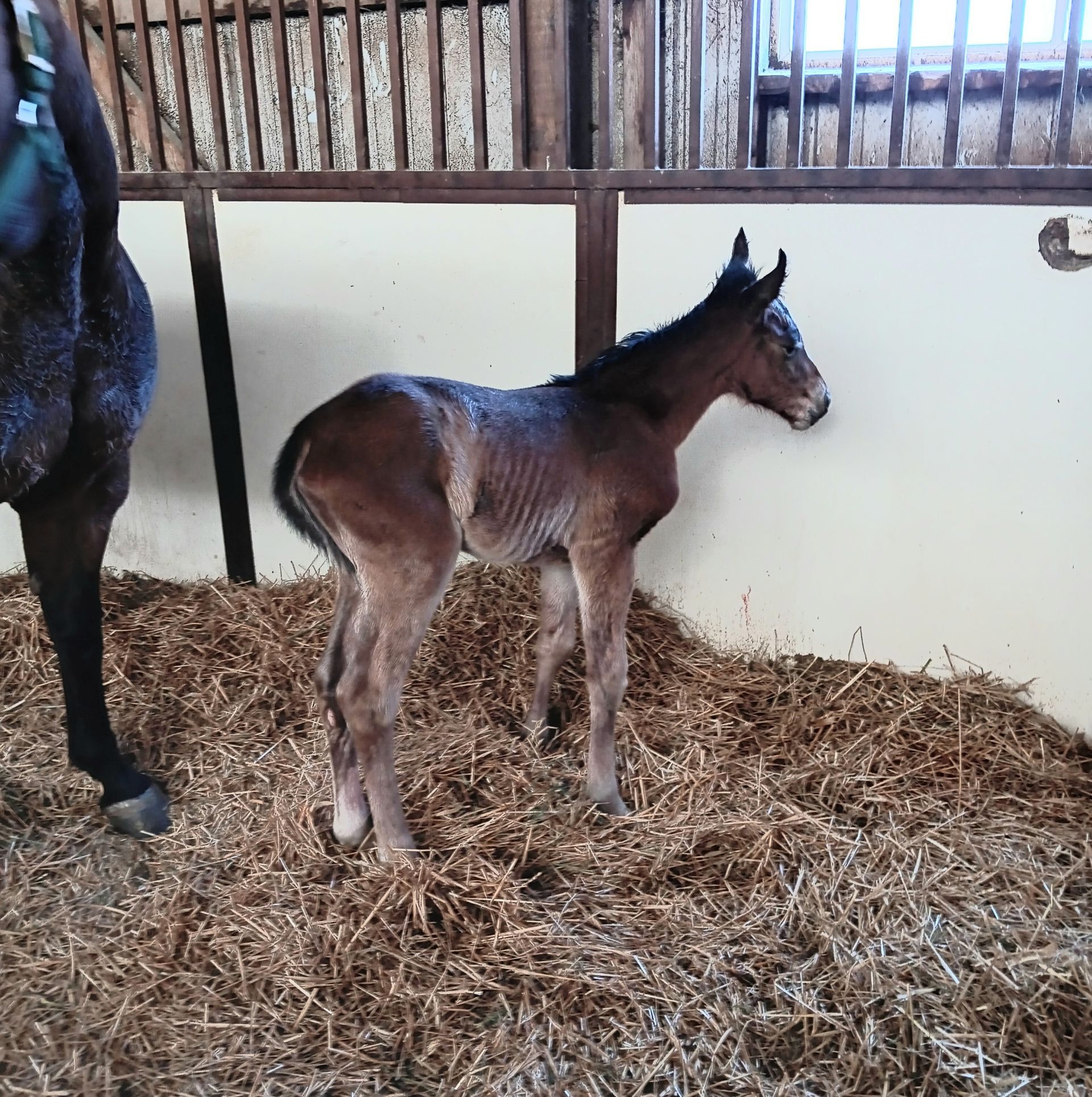A dark brown foal stands in a straw-filled stall next to its mother.