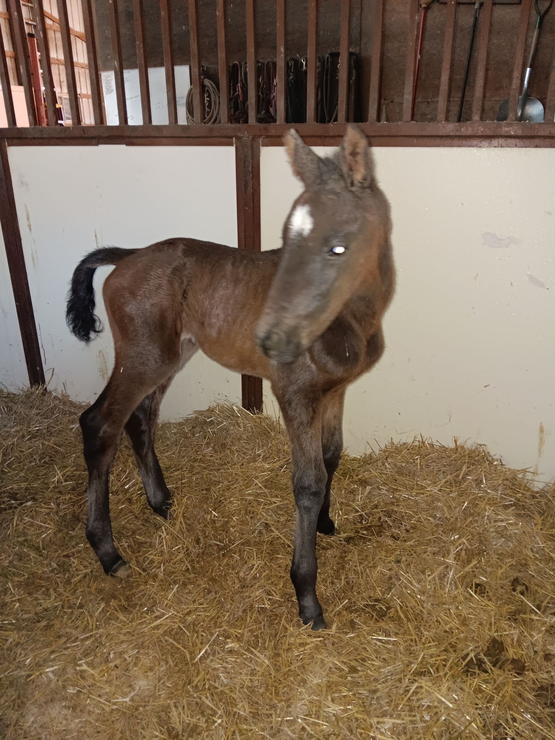 Brown foal with a white star, standing in a stable with hay.