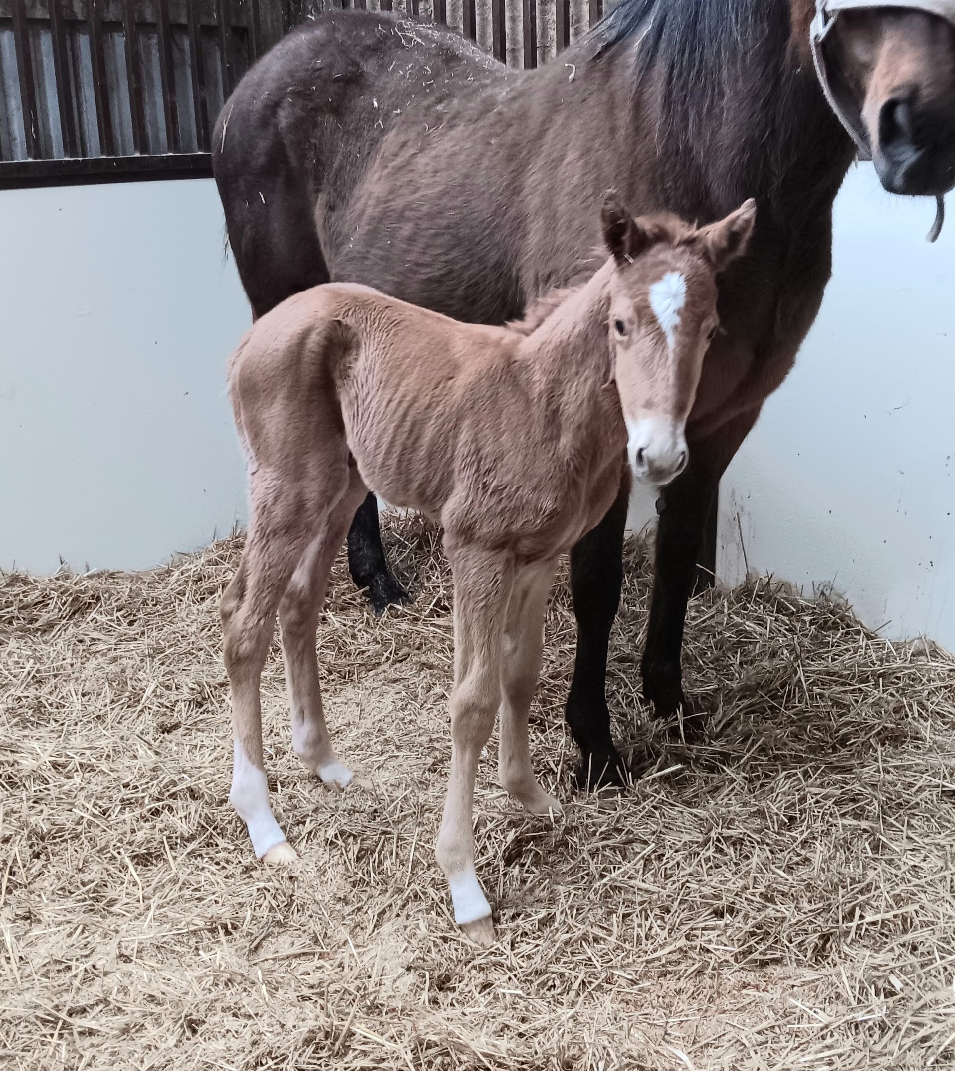 A light brown foal with a white star on its forehead and white socks standing in a stable beside a dark horse.