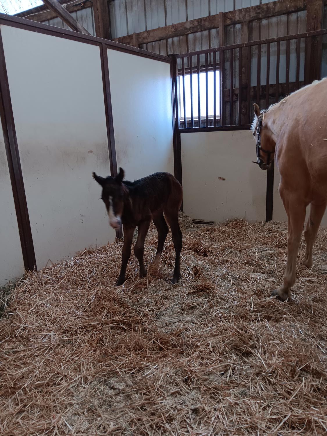 Quarter Horse Filly born 4/15/26