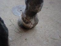 Horse's Hoof — St. Michael, MN — Wind-N-Wood Farm