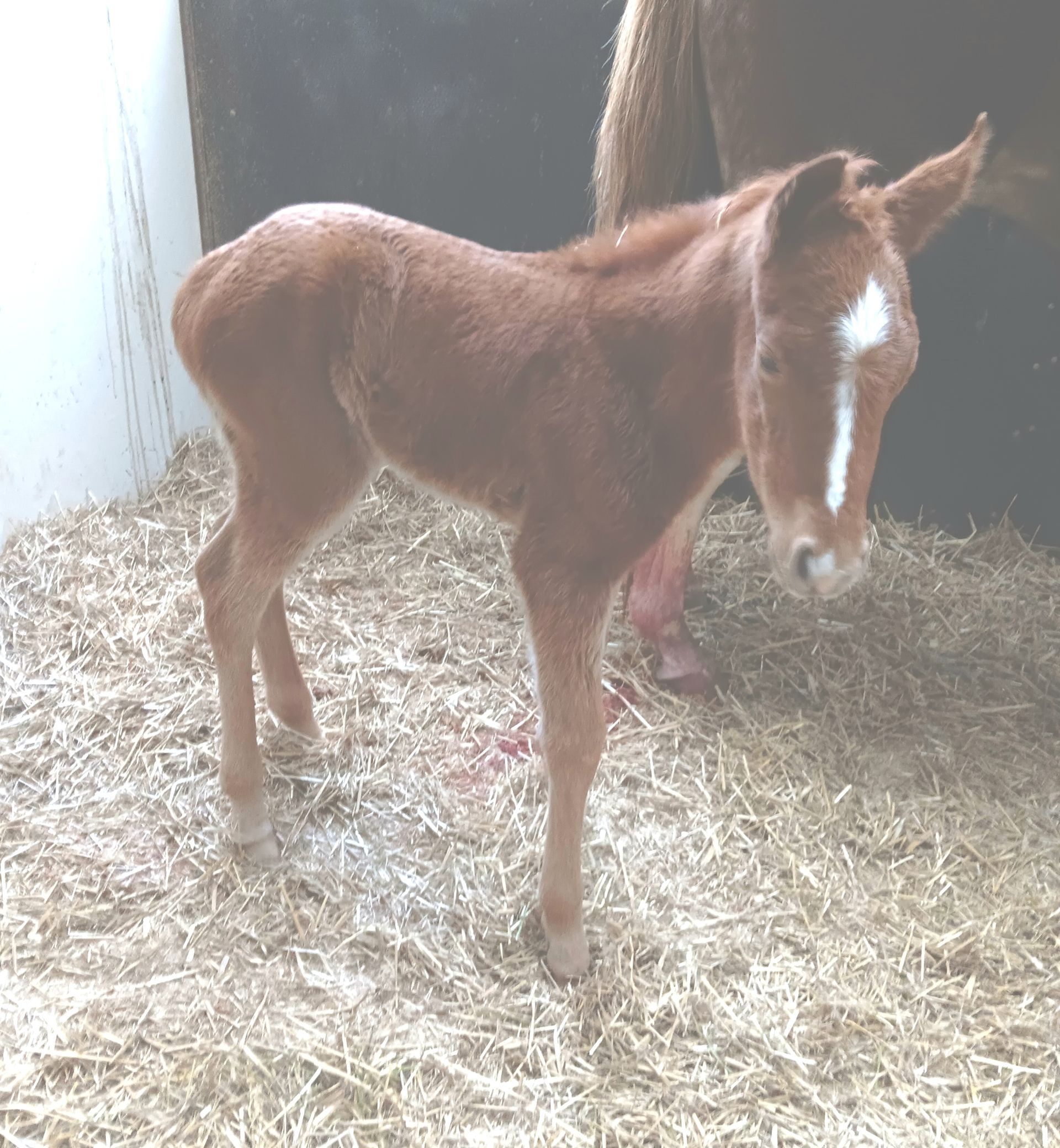 A newborn chestnut foal with a white blaze stands in a straw-filled stall.