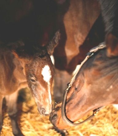 A Brown Foal Standing Next to a Gray Horse — St. Michael, MN — Wind-N-Wood Farm