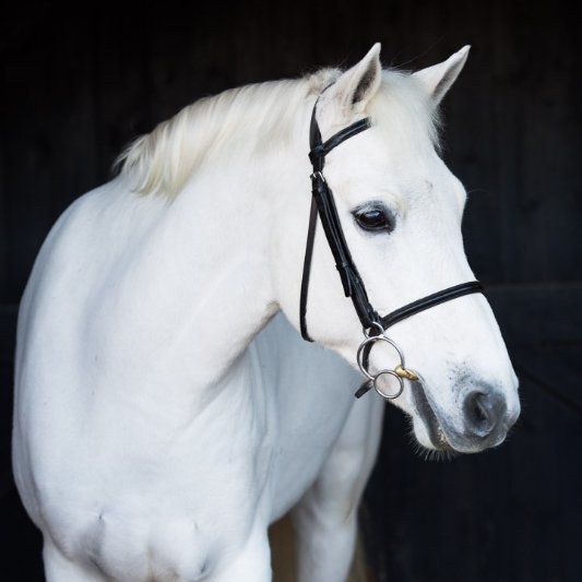 White horse wearing black bridle, looking right, against a dark background.