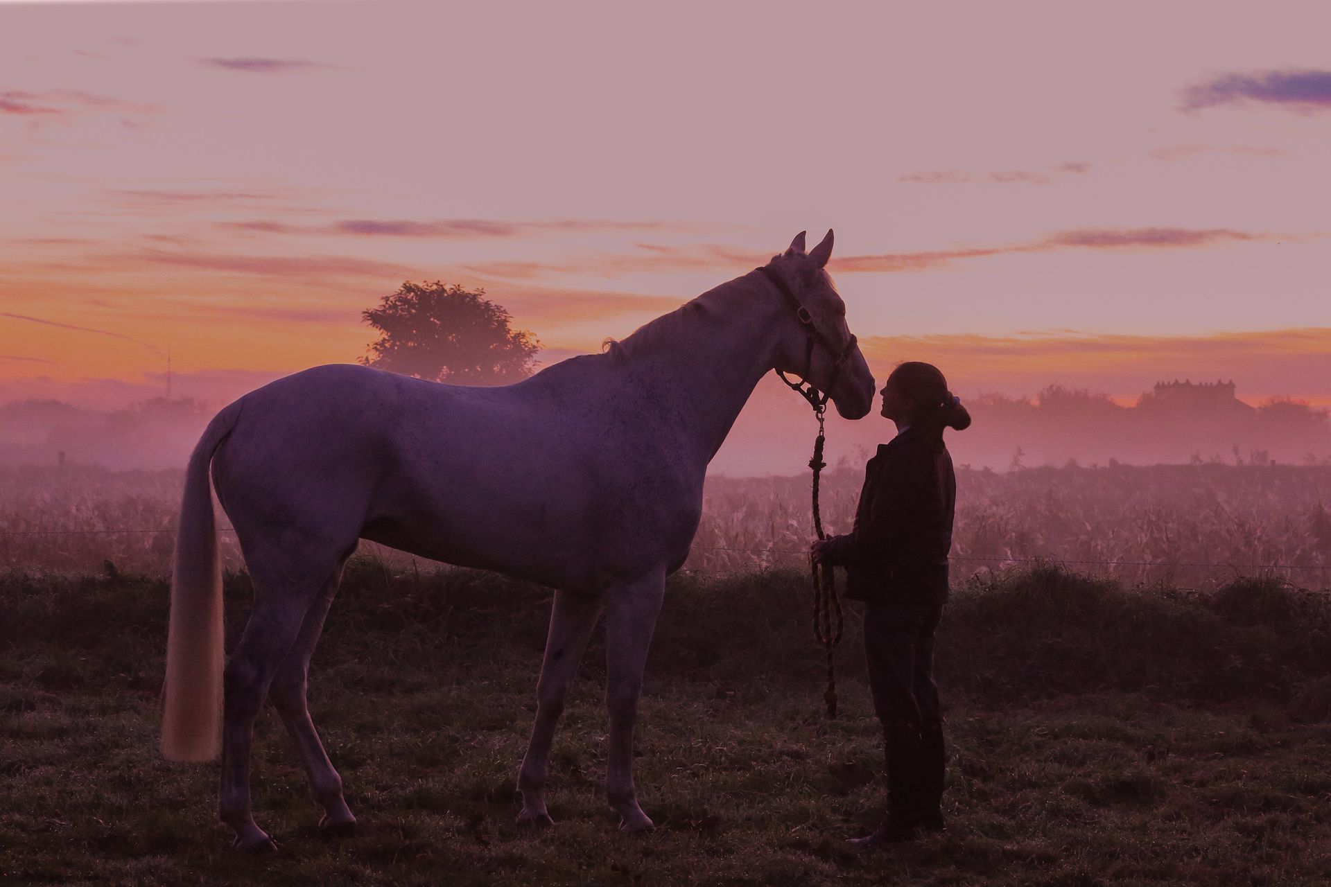 Woman gazing at white horse in a field at sunset; pink sky and misty background.