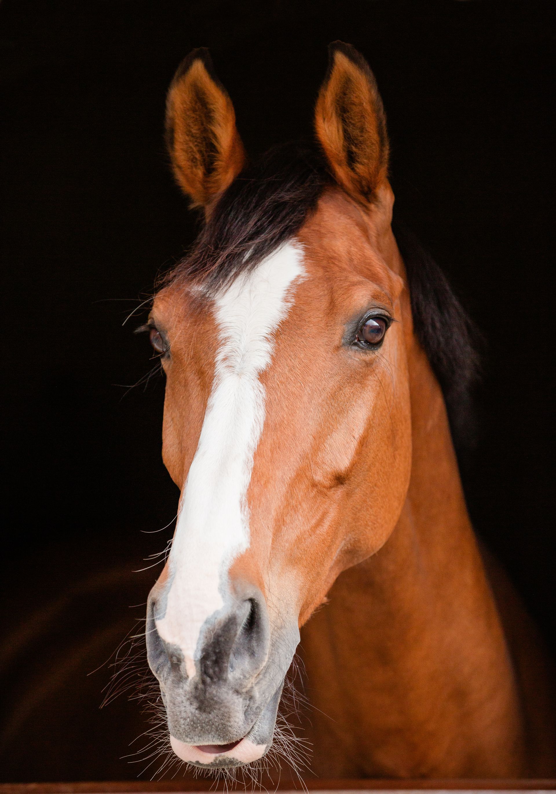Brown horse with white blaze, dark mane and ears, looking forward, against a black background.