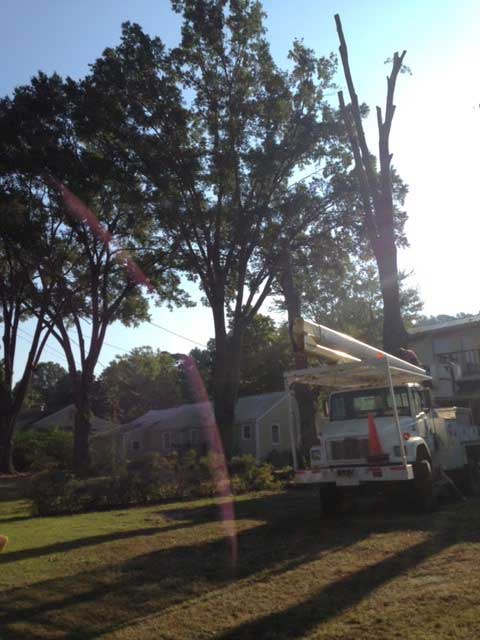 Emergency Stump Removal — Truck For Removing Tree Stump In Albertville, AL