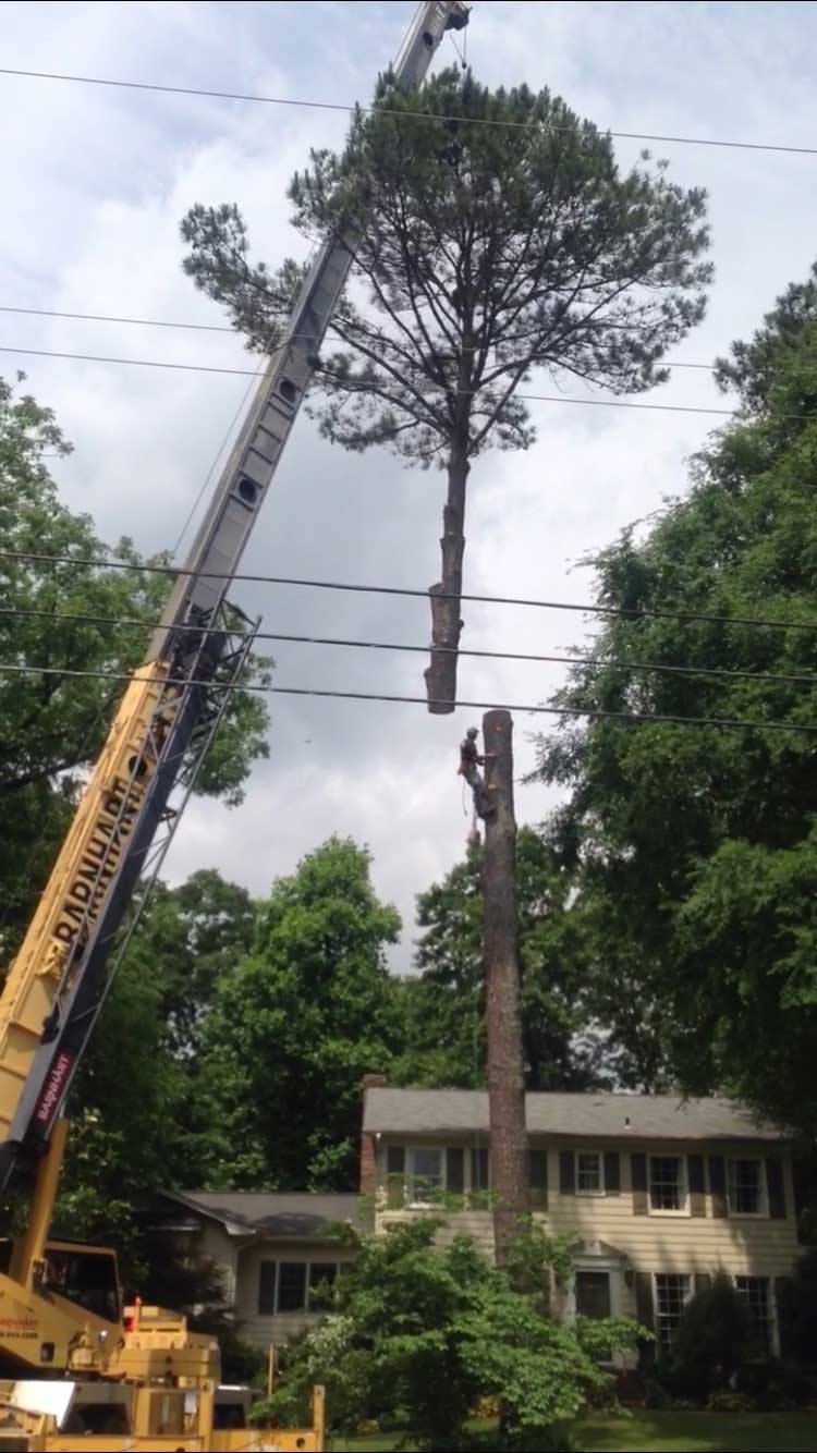 Emergency Storm Response — Crane Carrying Cut Tree In Albertville, AL