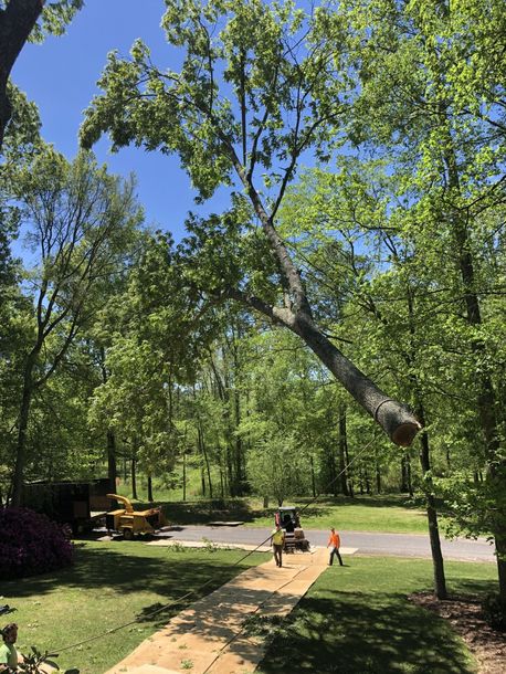 Stump Removal — Fallen Tree Removal in Albertville, AL