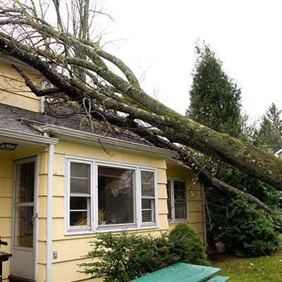 Tree Pruning — Fallen Trees in Albertville, AL