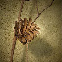 הקליניקה- דר' לני שמיר שם טוב- נטורופתית מוסמכת