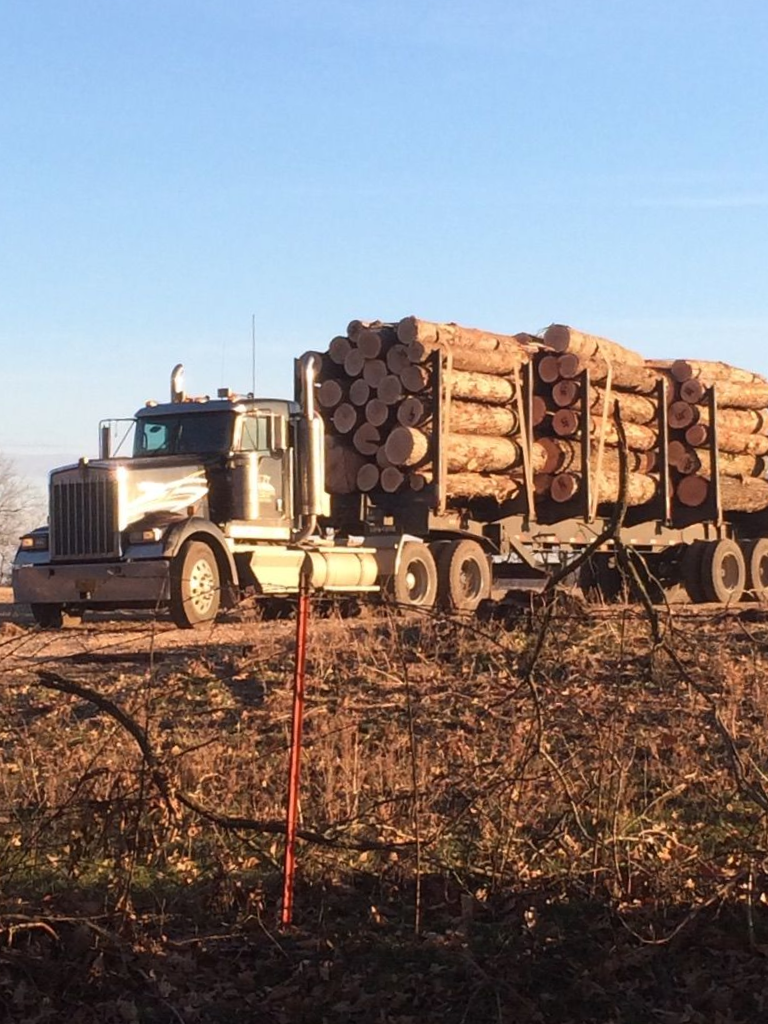 Logging truck hauling logs on a dirt road, under a clear, blue sky.