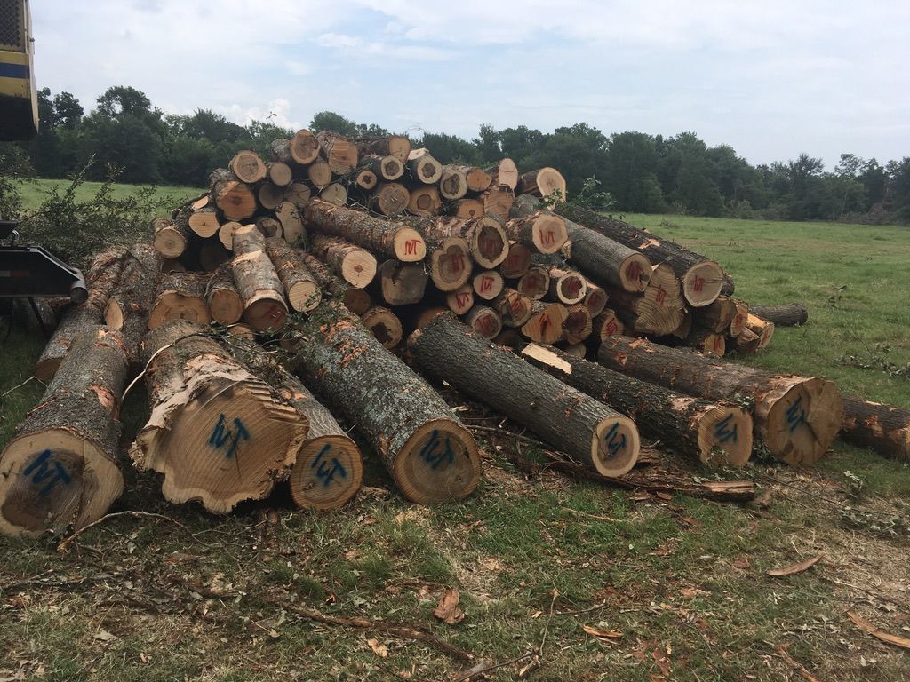 Pile of freshly cut logs on grass, ready for transport.
