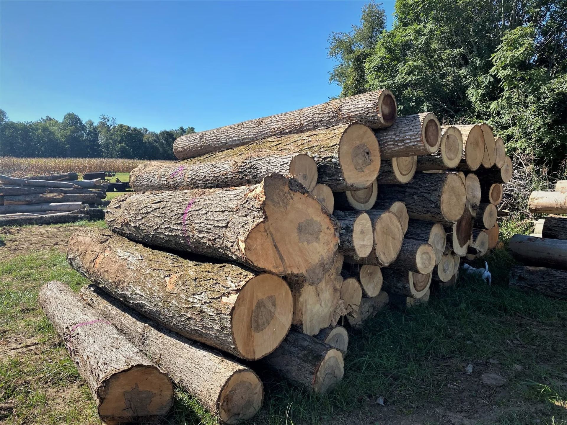 Pile of freshly cut logs on green grass, trees in the background under a blue sky.