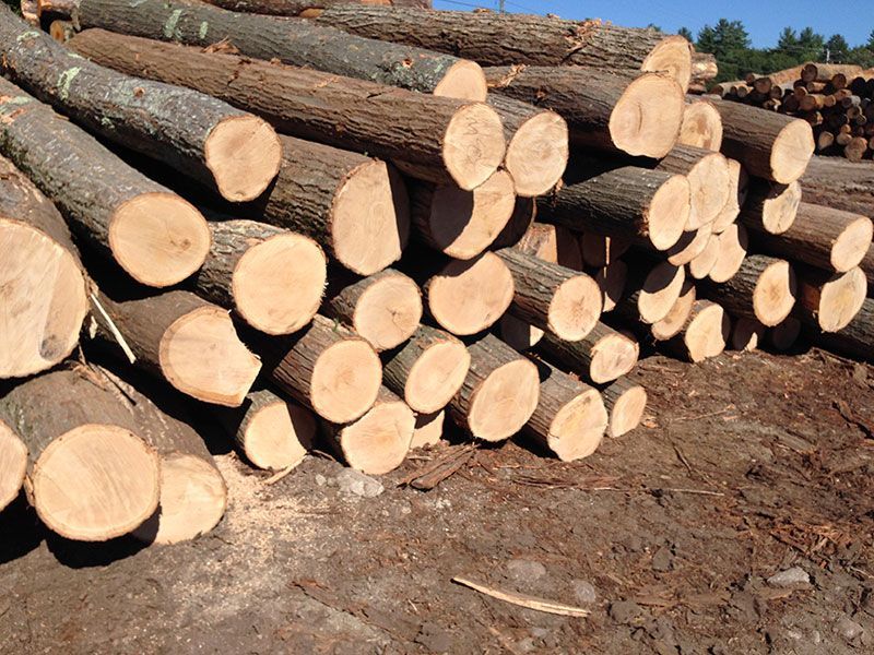 Pile of freshly cut logs, stacked on dirt ground.