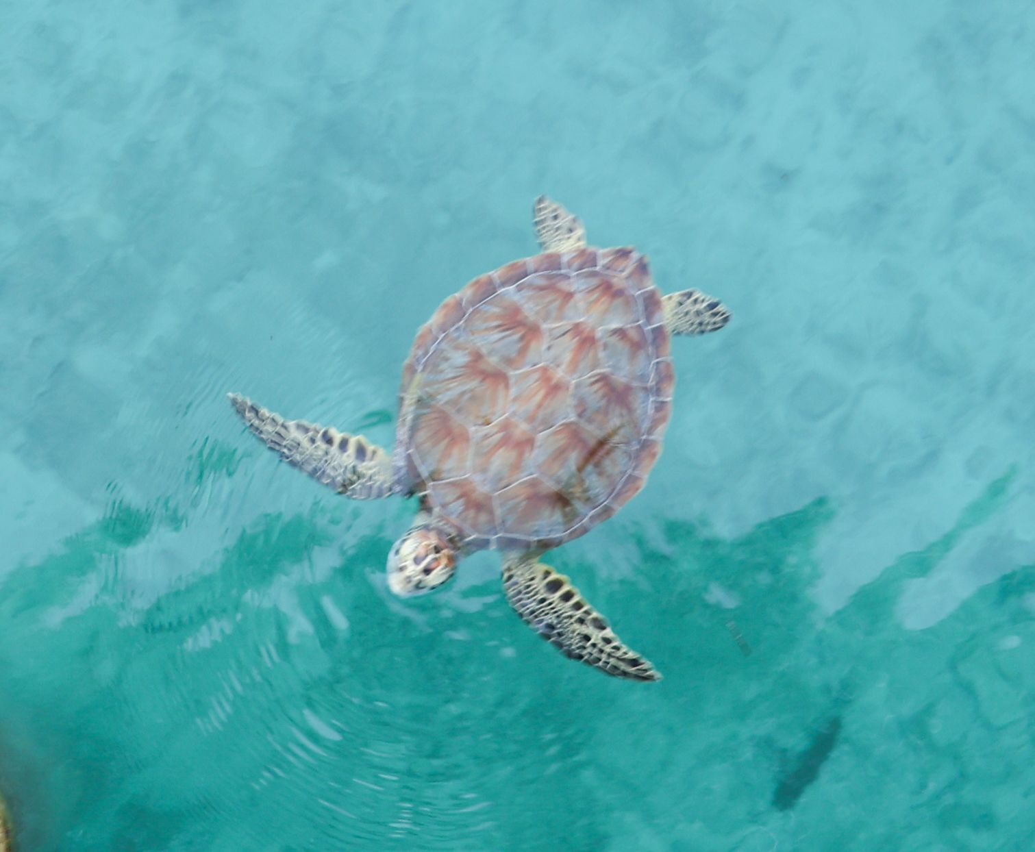 Sea turtle swims in turquoise water.