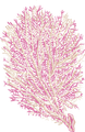 A pink and white coral fan on a white background.