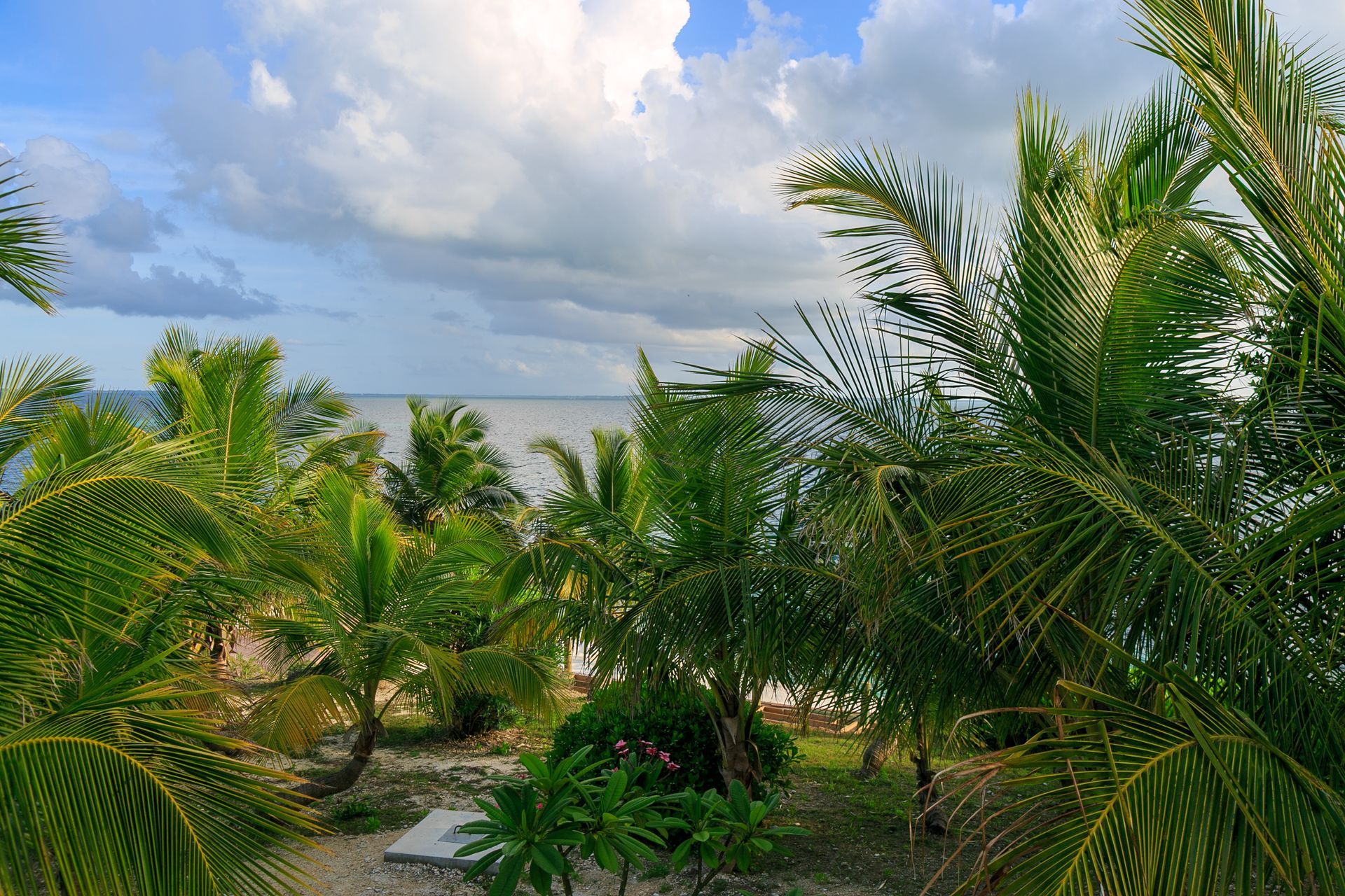 Palm trees frame a view of the ocean under a cloudy sky.