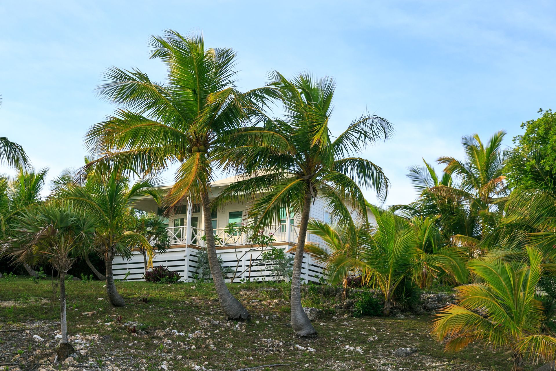 White house with porch behind palm trees under blue sky.