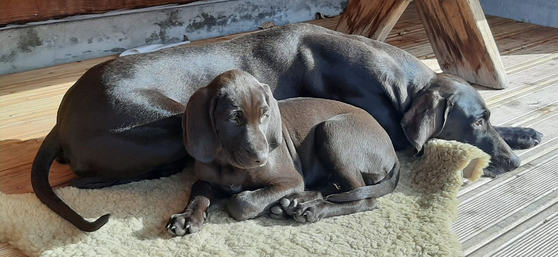 Zwei dunkle Hunde liegen zusammengerollt auf einer strukturierten Matte in der Sonne.