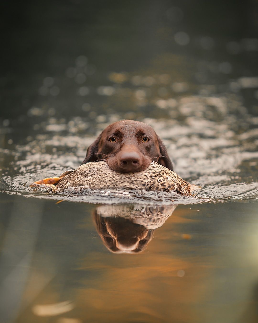 Brauner Hund schwimmt, trägt eine Ente im Maul, Spiegelbild im Wasser sichtbar.