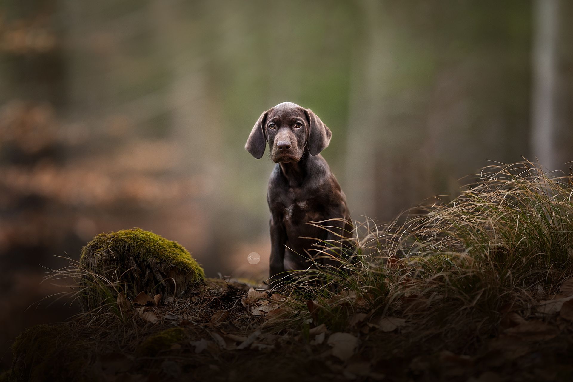 Brauner und weißer Hund, der in einem Wald sitzt und in die Kamera schaut. Weicher Fokus, natürliches Licht.