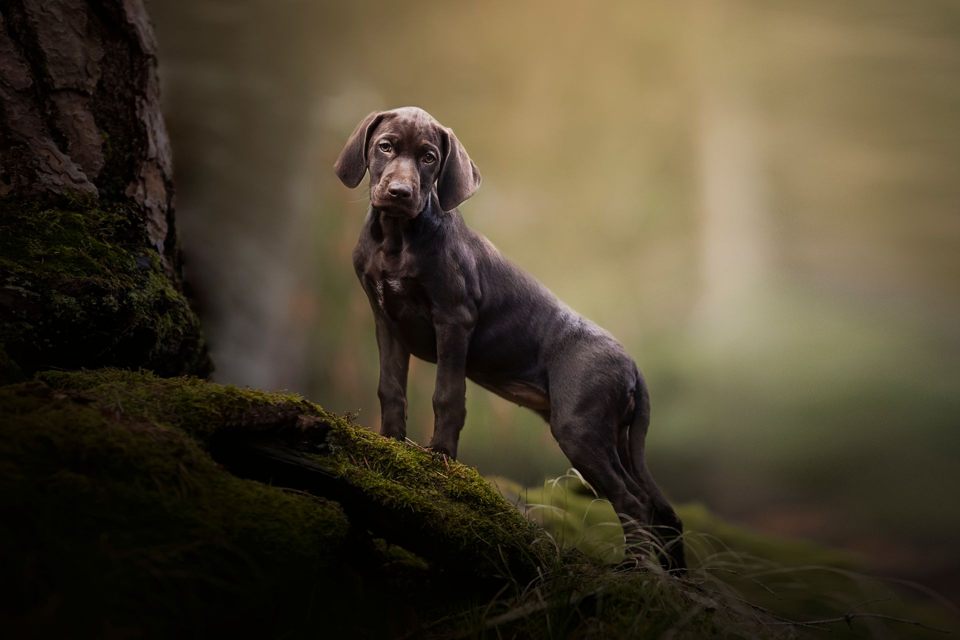 Hund steht auf moosbedecktem Baumstamm in einem Wald, braunes Fell, blickt nach vorne, sanftes Licht.