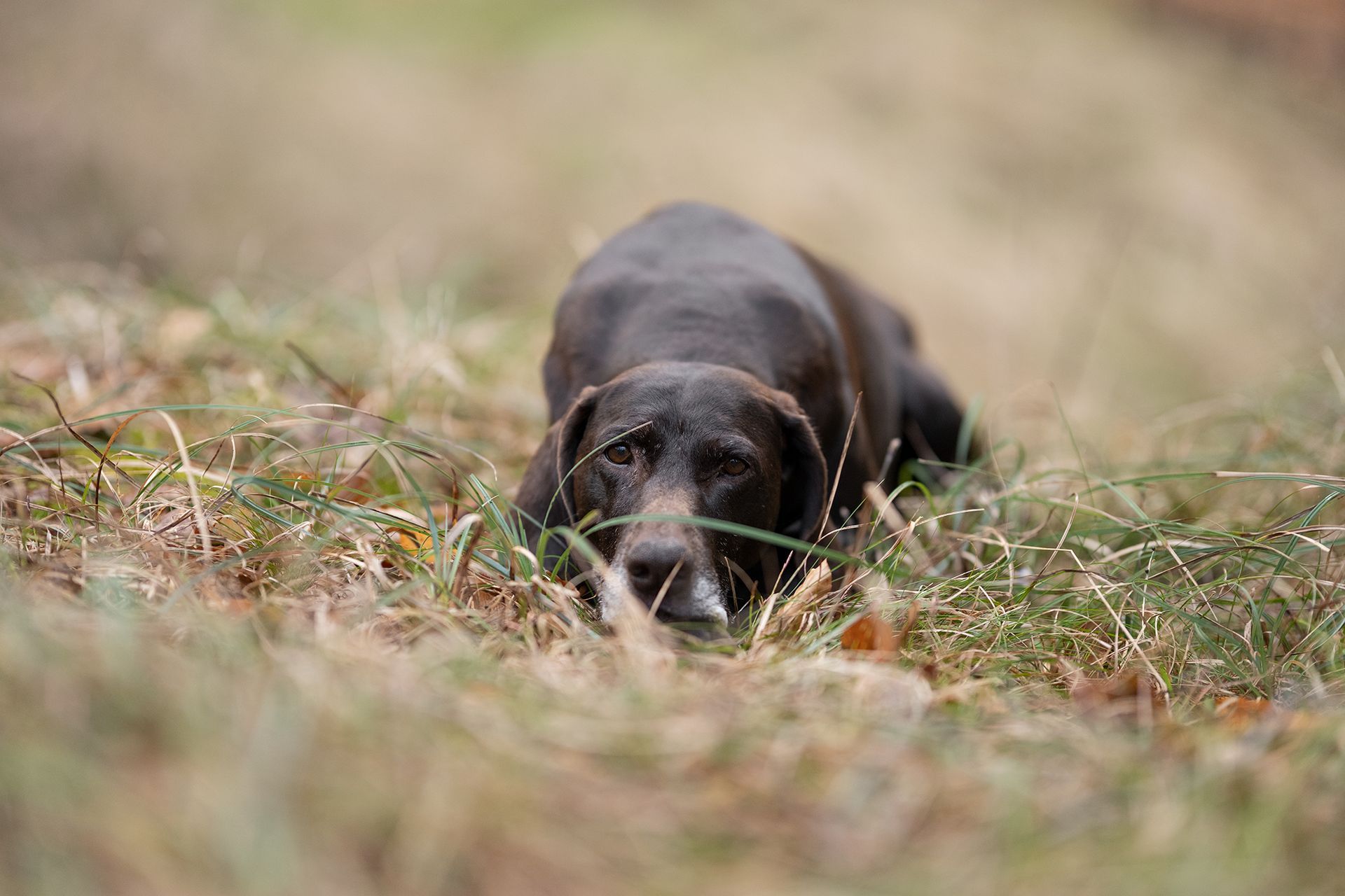 Schwarzer Hund liegt im hohen Gras und blickt mit aufmerksamen Augen nach vorne.