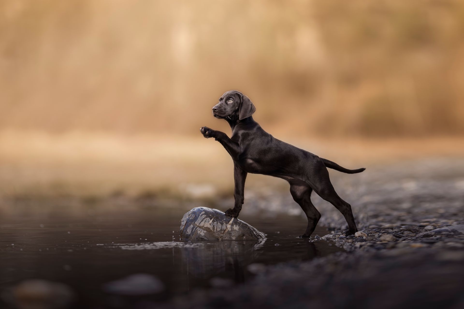 Schwarzer Hund steht auf einem Felsen in einem Gewässer und hebt eine Pfote; goldener, nebliger Hintergrund.