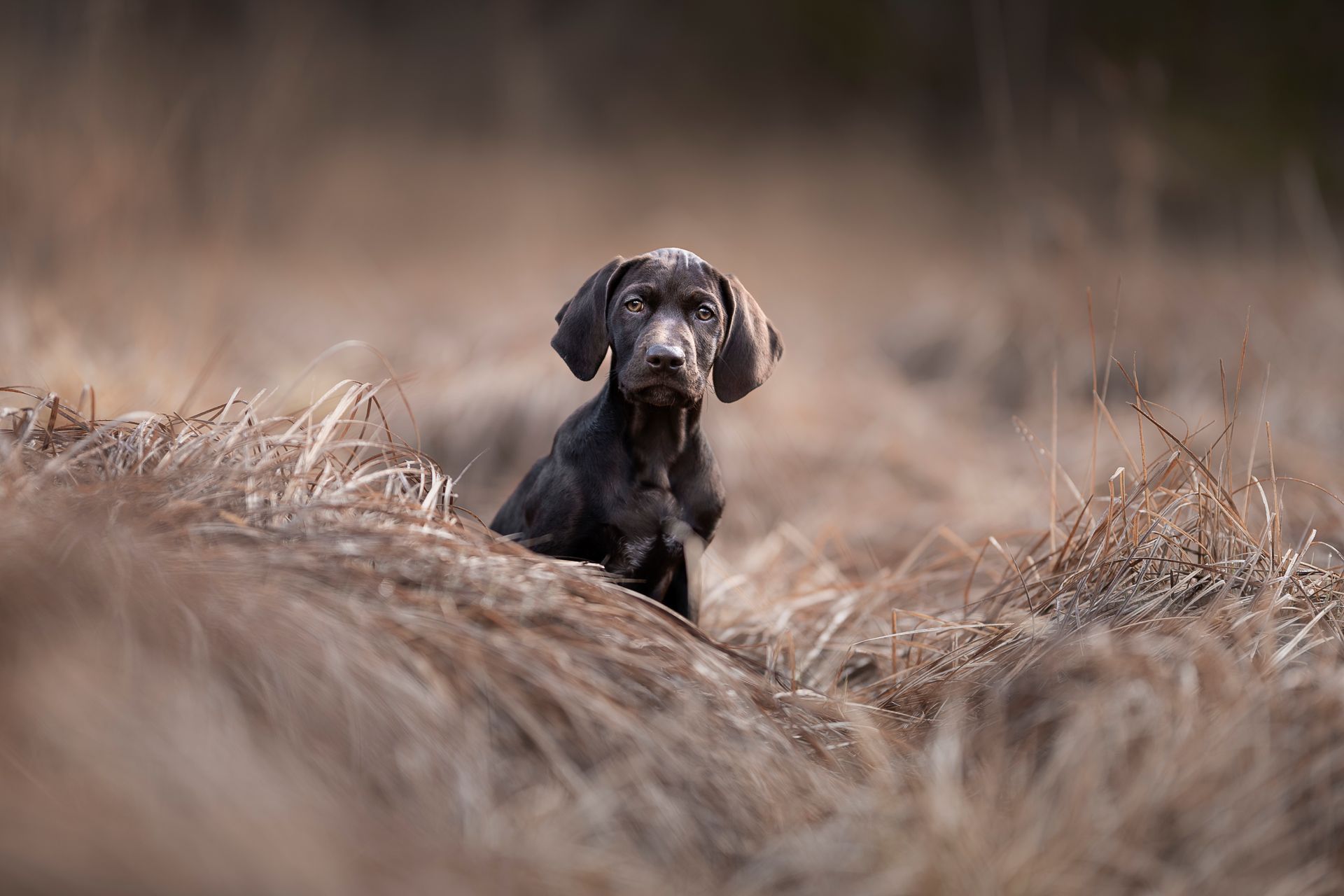 Brauner Welpe sitzt im hohen, trockenen Gras und schaut den Betrachter direkt an.