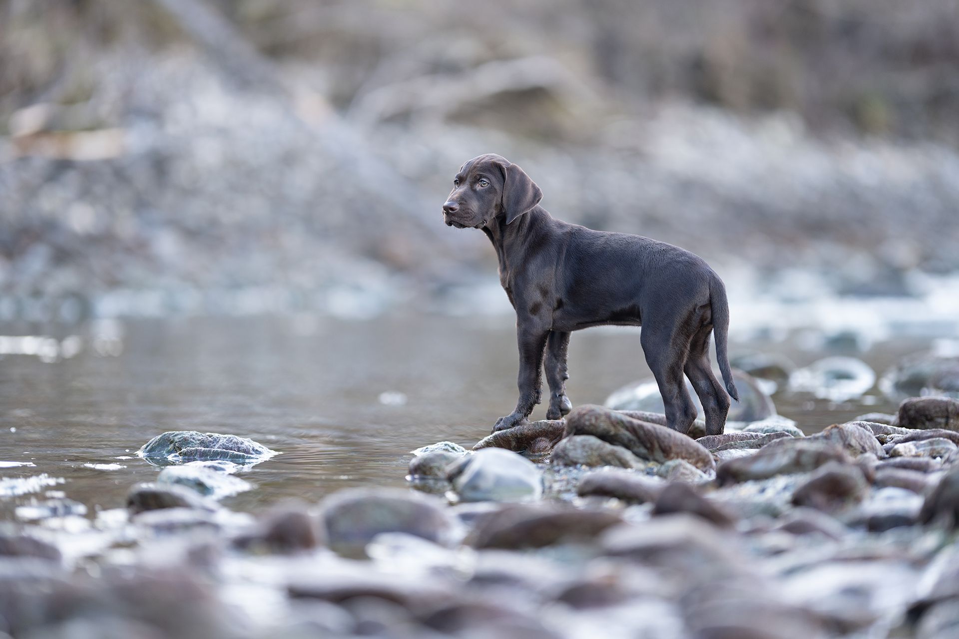 Brauner Hund steht auf Felsen in der Nähe eines Flusses und schaut hinaus.