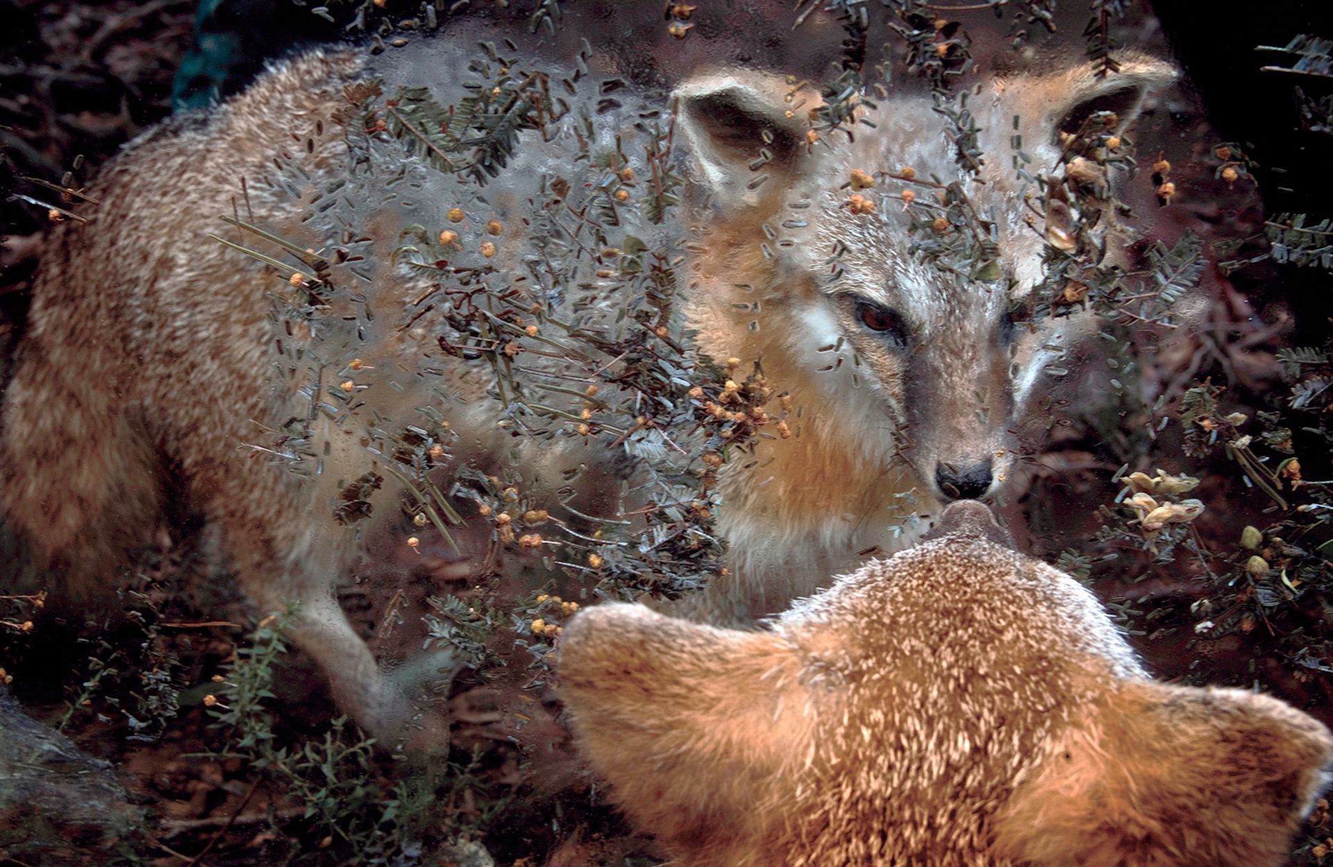 flowers+animals+death+memory+memorial+gravity+photograph