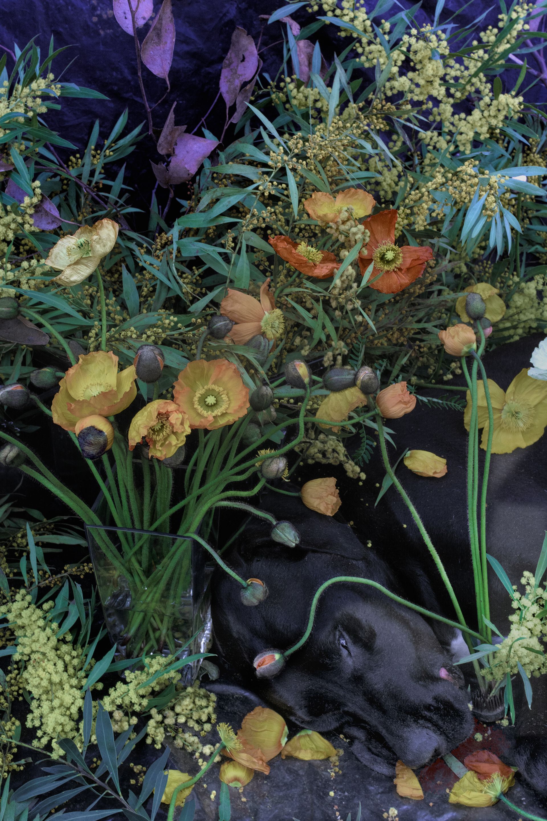 flowers+animals+death+memory+memorial+gravity+photography+memory+songs+metaphor+parade+bouquet