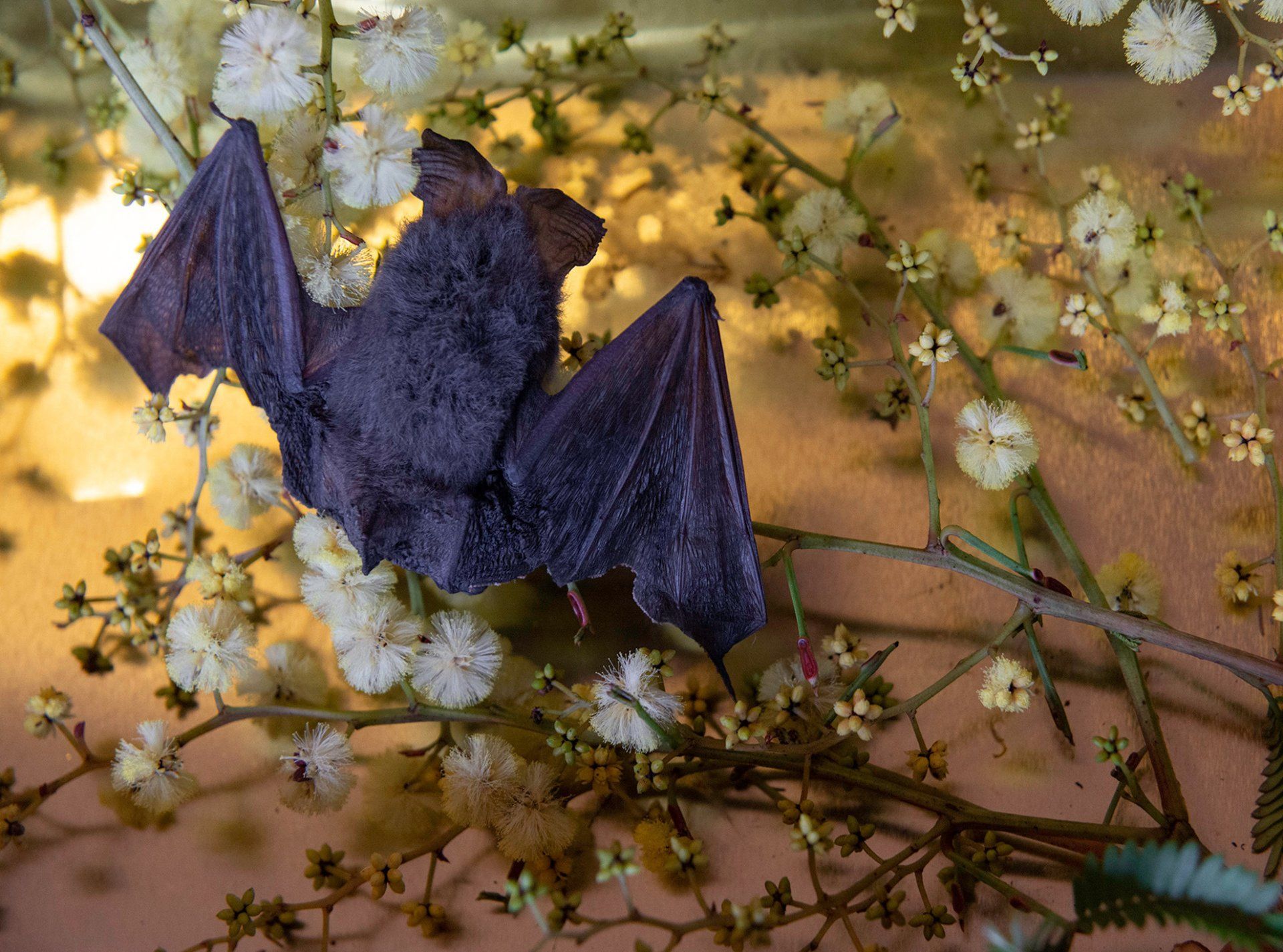 flowers+animals+death+memory+memorial+gravity+photography+memory+songs+metaphor+parade+bouquet