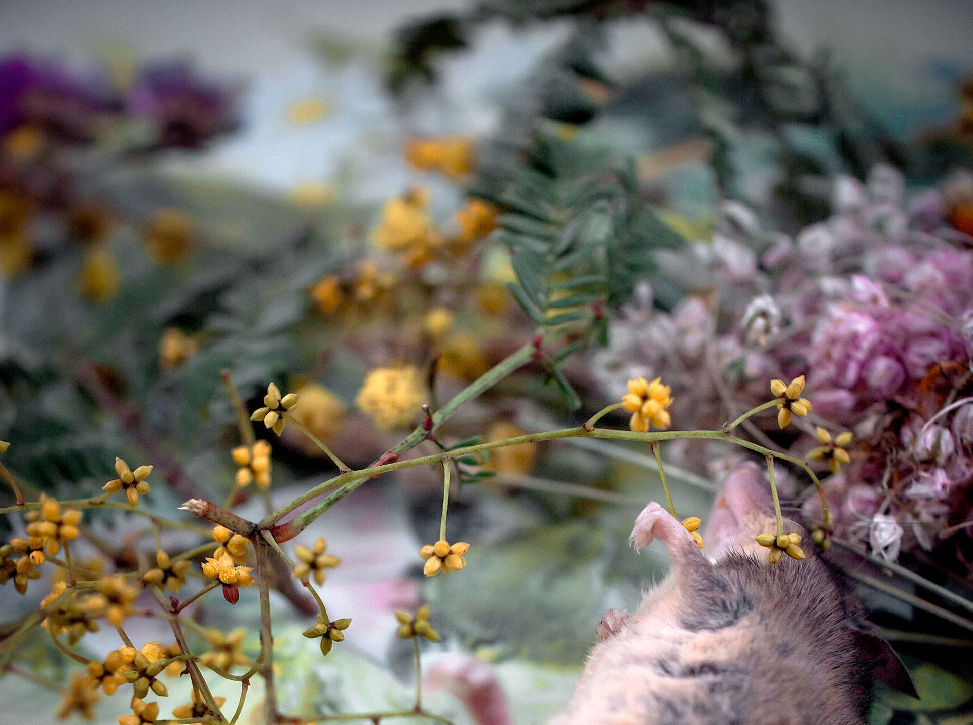 flowers+animals+death+memory+memorial+gravity+photography+memory+songs+metaphor+parade+bouquet