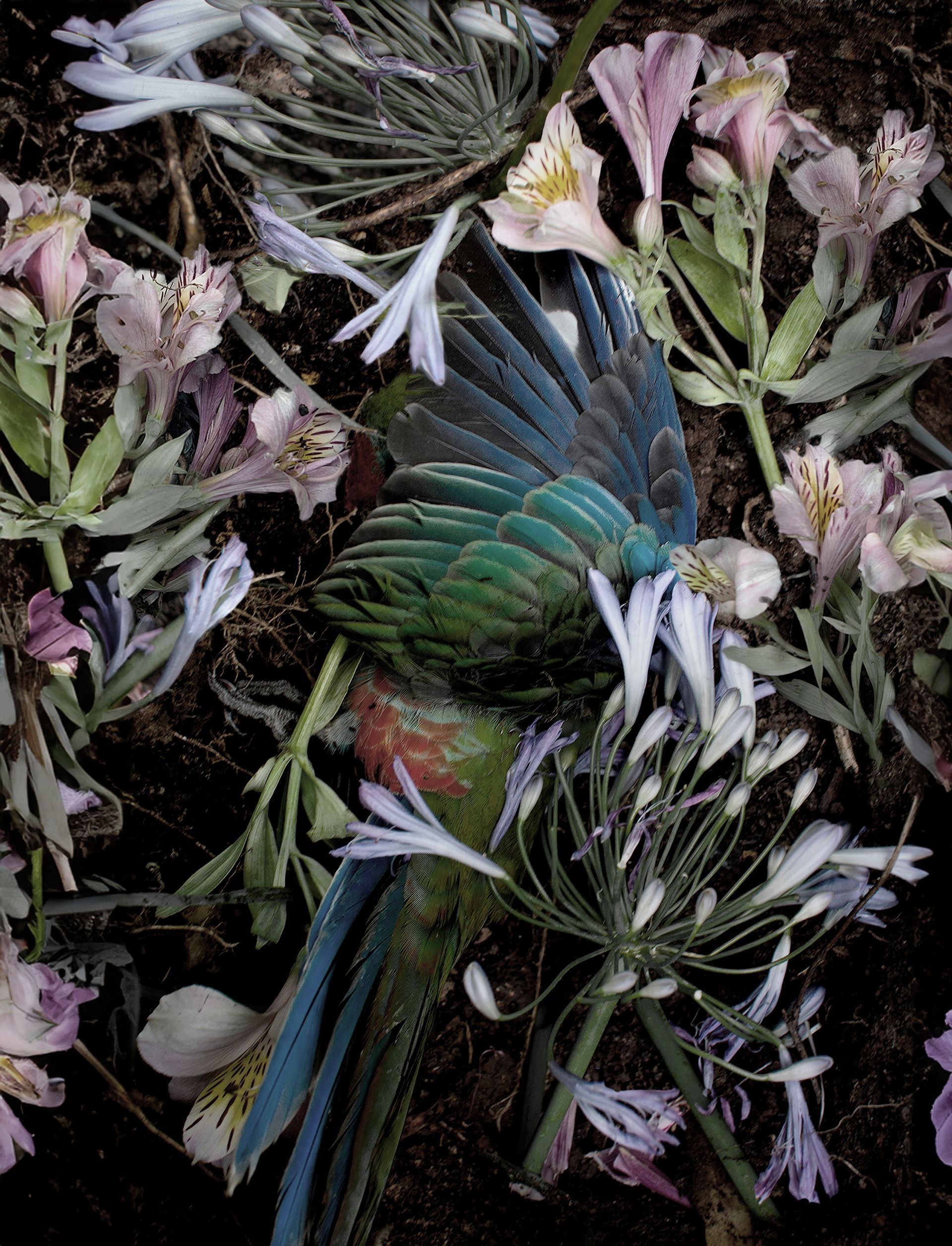 flowers+animals+death+memory+memorial+gravity+photography+memory+songs+metaphor+parade+bouquet