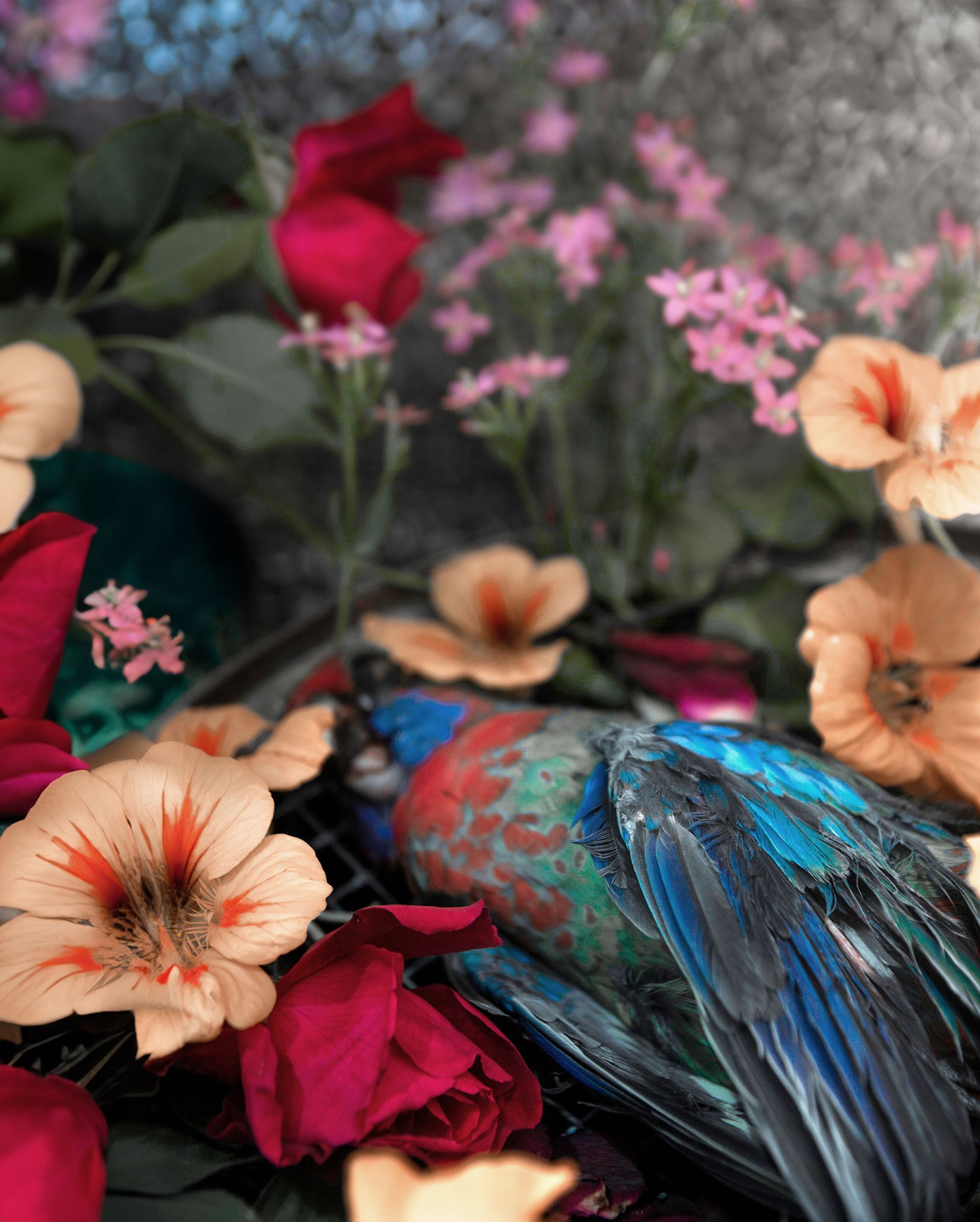 flowers+animals+death+memory+memorial+gravity+photography+memory+songs+metaphor+parade+bouquet